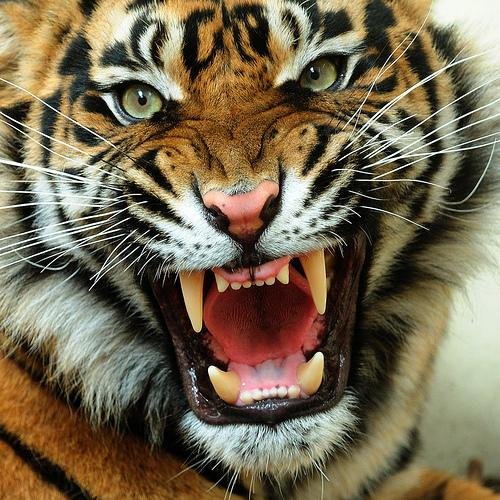 Tiger With Tone