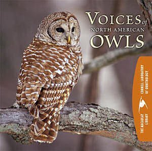 Cornell Lab of Ornithology - 22 ScreechOwl, Western  Tetedo call, agitated