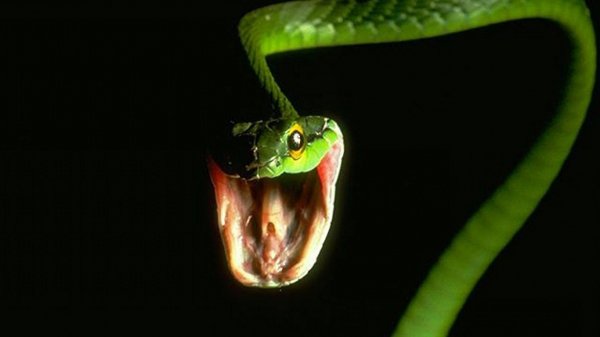 reptiles-a-snake-wallpaper-1920x1080