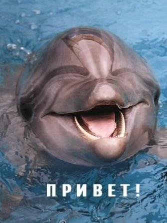 Звуки дельфина