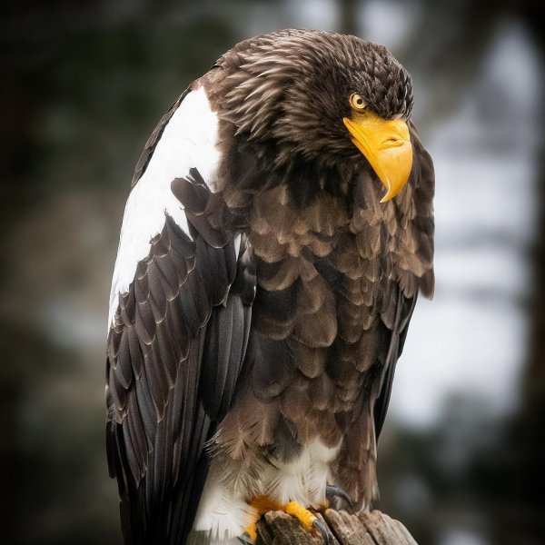 Белоплечий орлан - Steller's sea eagle