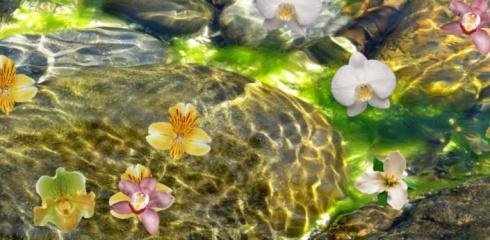 Floating orchids