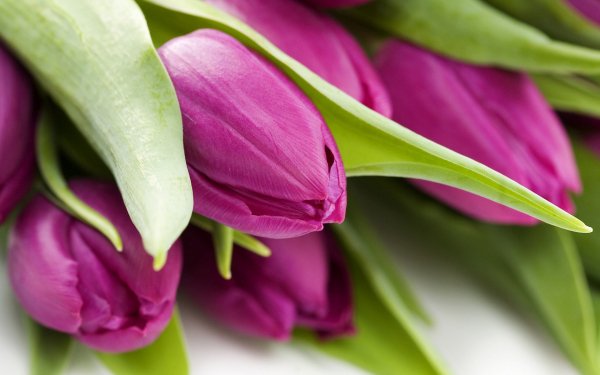 Image (13)
