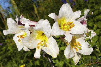 file_85384332