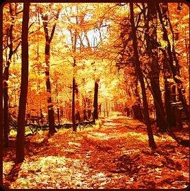 Золотая осень