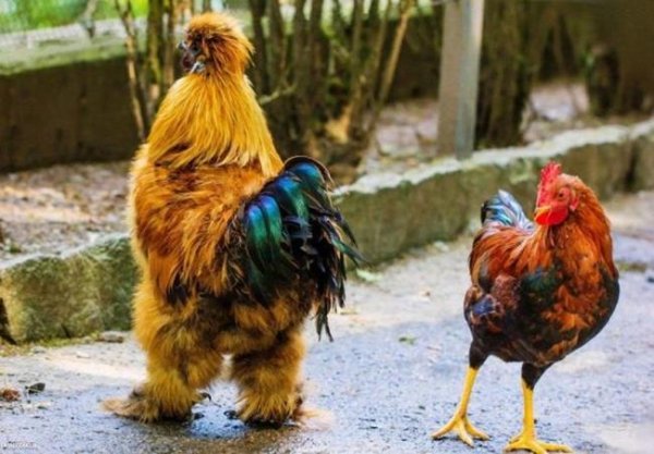 photo-animals-2014-7