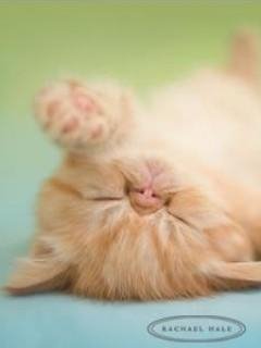 Котятки