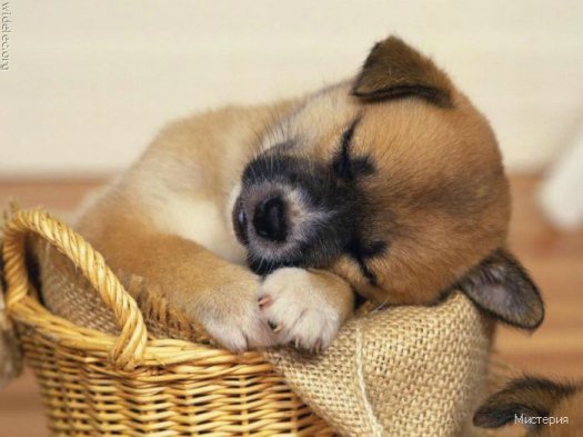 cute puppies 41