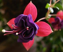 images (58)