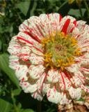 file_85268930