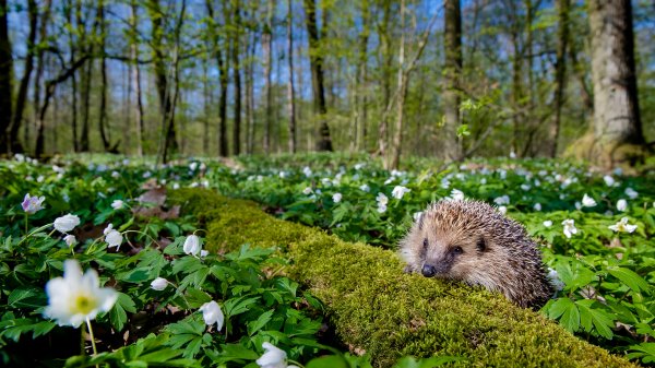 SpringHedgehog ROW8347906365 UHD