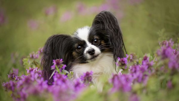 file_86410872