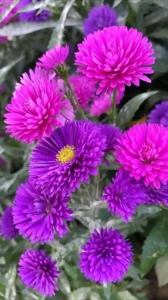 file_98479572