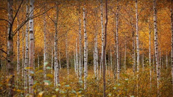 NorwayBirch ROW2583891564 UHD