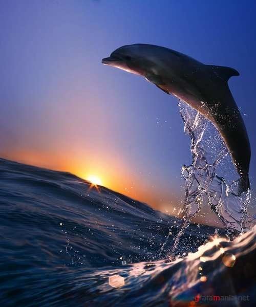 image (8)