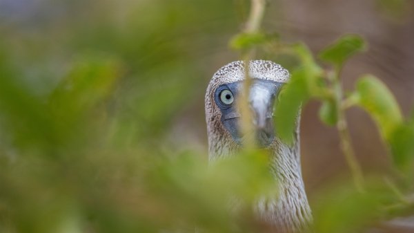 DarwinBooby ROW9751594098 UHD