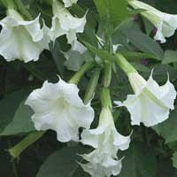 file_85268913