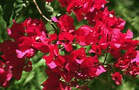 file_85274714