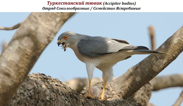 Туркестанский тювик (Accipiter badius)