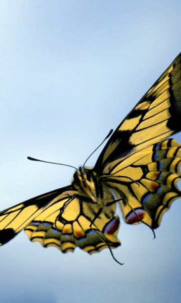 wallpaper 480x800 17 9