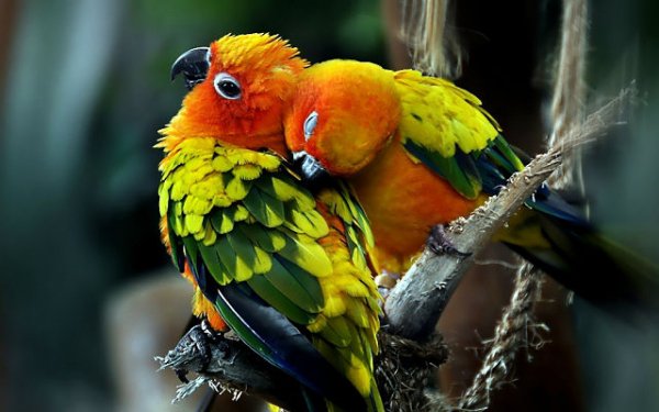 getImage4547
