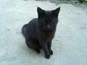 храп кота
