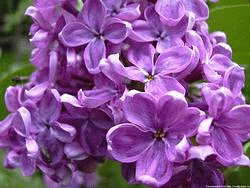 file_86275051