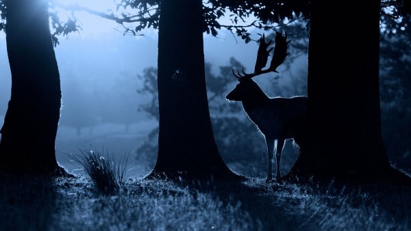 file_82701874