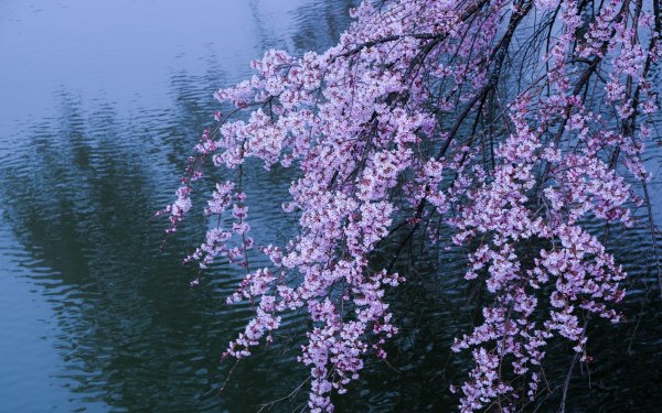 Priroda-sakura-vesna-tsvetenie-vodoem