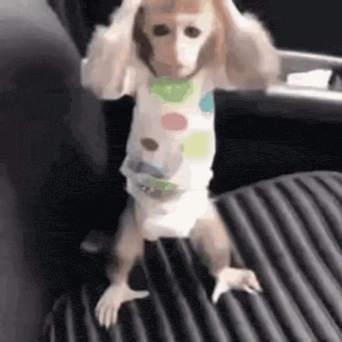 Monkey