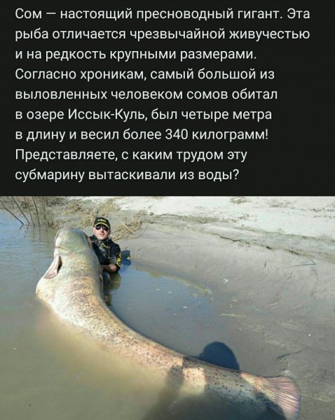 file_85312944