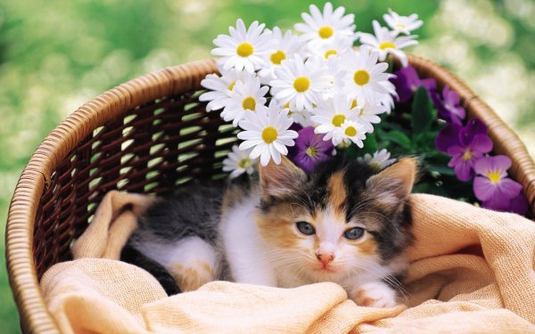 Котёнок