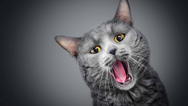 Gray-cat-meowing-uhd-4k-wallpaper