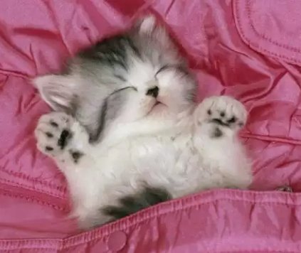 Котёнок
