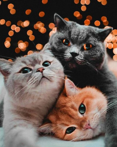 КОТЫ