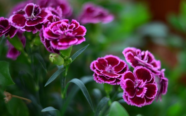 file_86315882