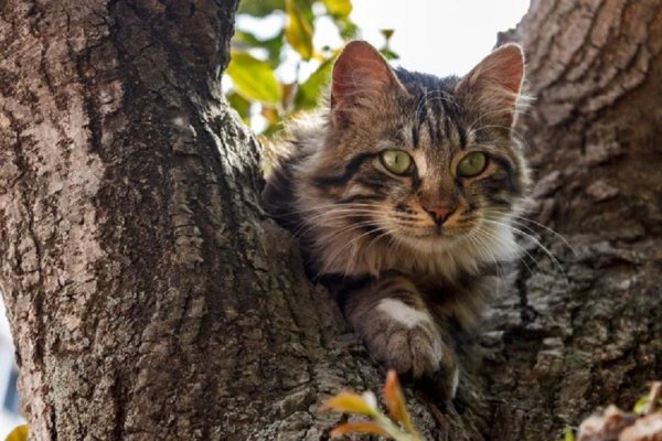 Кот на дереве (4)