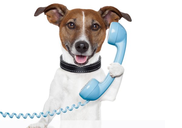 Dog-phone-dzhek-rassel-terer