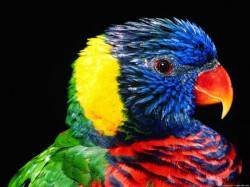 file_51760076