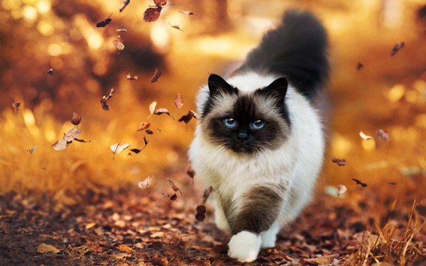 Осенний Котик