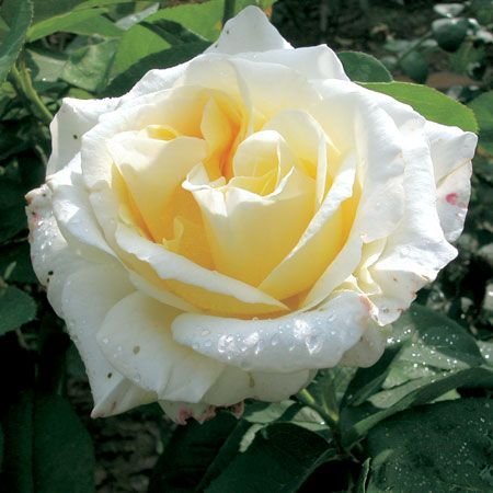 bd095be8a5b0dcb683e77ae23fe7