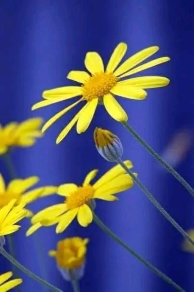 file_97306111