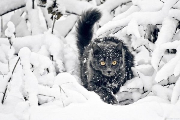 Кот зимой. (4)
