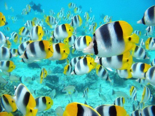 oceanlife0811