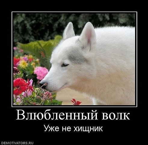 волк