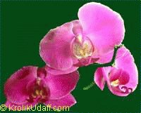 file_85274681