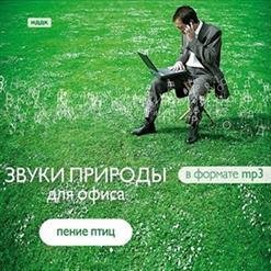 Звуки природы - Крапивник