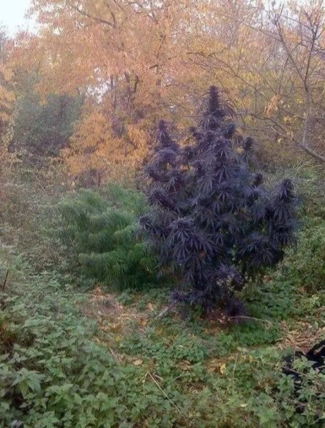 Bakhtin - Растаман (Muznow.net)