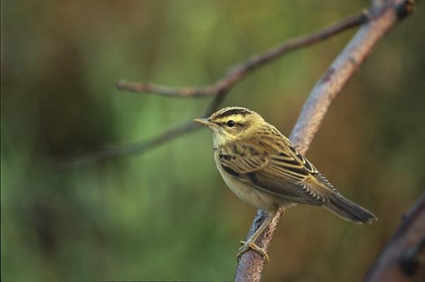  - Камышевка барсучок Acrocephalus.schoenobaenus.mp3