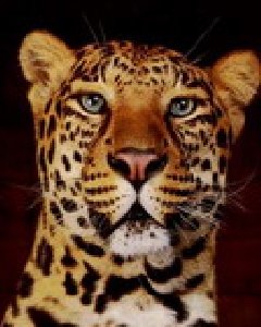 рычание тигра - ri4anie_tigra_2